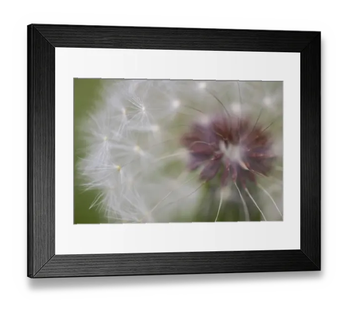 Framed Print : Close-up of dandelion seed head, Kentucky Framed Print : Close-up of dandelion seed head, Kentucky