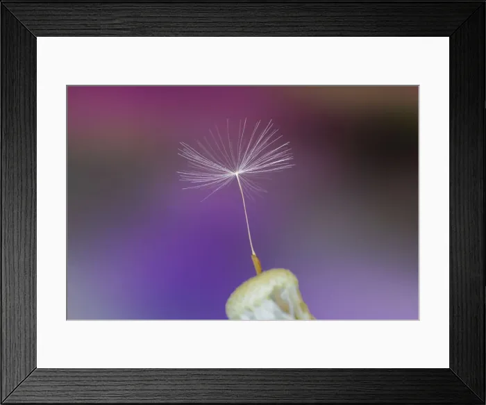 Framed Print : Single dandelion seed, Kentucky Framed Print : Single dandelion seed, Kentucky