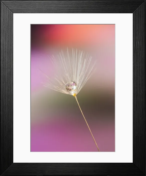 Framed Print : Single dandelion seed with dew drop, Kentucky Framed Print : Single dandelion seed with dew drop, Kentucky