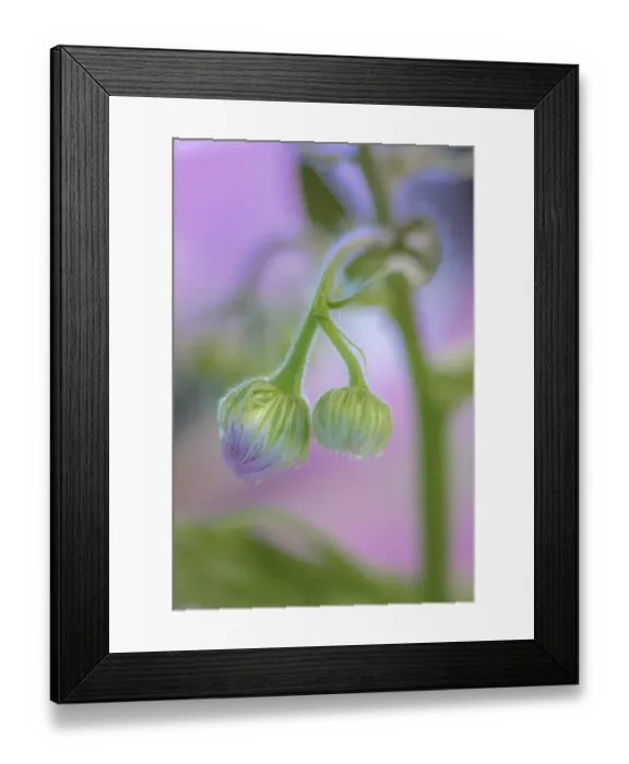 Framed Print : Unopened view of Daisy fleabane flower head, Kentucky Framed Print : Unopened view of Daisy fleabane flower head, Kentucky