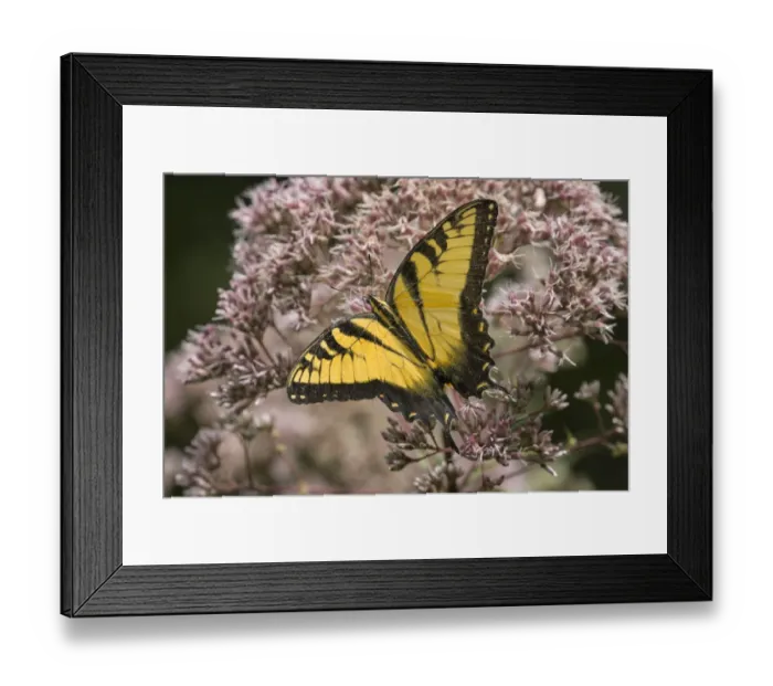Framed Print : Eastern tiger swallowtail, Creasey Mahan Nature Preserve, Kentucky Framed Print : Eastern tiger swallowtail, Creasey Mahan Nature Preserve, Kentucky