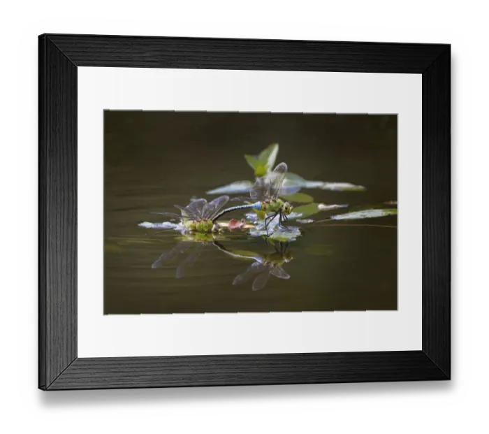 Framed Print : Blue dasher dragonflies mating, Creasey Mahan Nature Preserve, Kentucky Framed Print : Blue dasher dragonflies mating, Creasey Mahan Nature Preserve, Kentucky