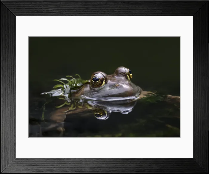 Framed Print : Green frog, Creasey Mahan Nature Preserve, Kentucky Framed Print : Green frog, Creasey Mahan Nature Preserve, Kentucky