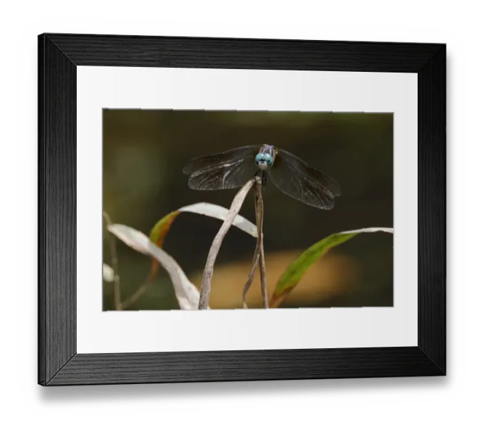 Framed Print : Blue dasher dragonfly, Creasey Mahan Nature Preserve, Kentucky