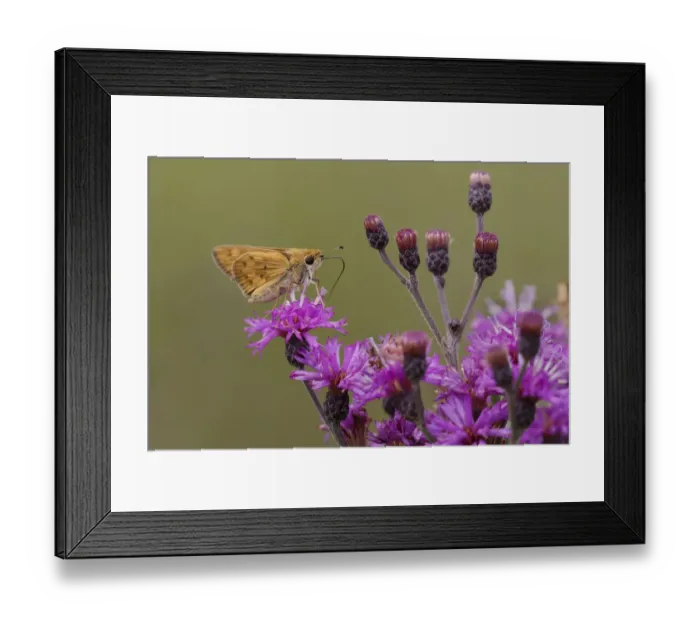 Framed Print : Sachem skipper on ironweed, Creasey Mahan Nature Preserve, Kentucky Framed Print : Sachem skipper on ironweed, Creasey Mahan Nature Preserve, Kentucky