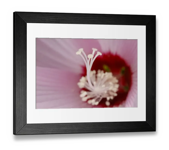 Framed Print : Rose mallow, Creasey Mahan Nature Preserve, Kentucky