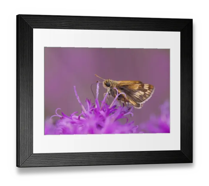 Framed Print : Fiery skipper, on ironweed flowers, Creasey Mahan Nature Preserve, Kentucky Framed Print : Fiery skipper, on ironweed flowers, Creasey Mahan Nature Preserve, Kentucky