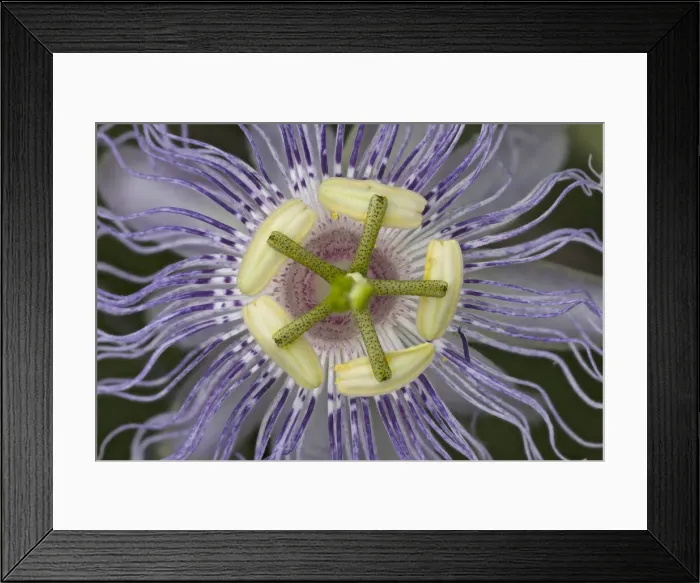 Framed Print : Passiflora, Passion flower, Creasey Mahan Nature Preserve, Kentucky