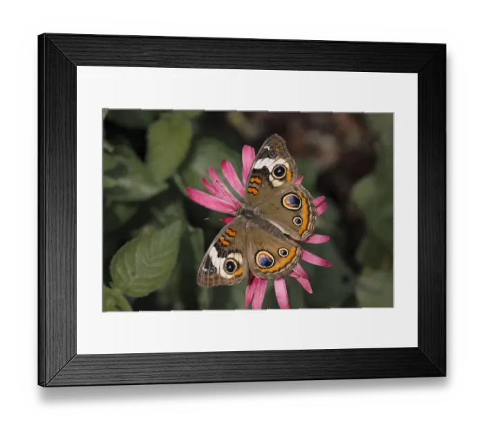 Framed Print : Common Buckeye butterfly, Junonia coenia, Creasey Mahan Nature Preserve, Kentucky Framed Print : Common Buckeye butterfly, Junonia coenia, Creasey Mahan Nature Preserve, Kentucky