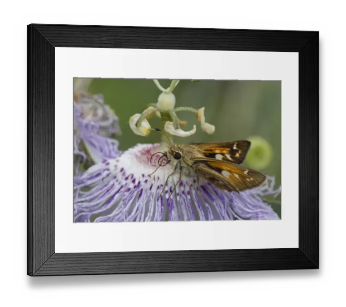 Framed Print : Fiery skipper, Creasey Mahan Nature Preserve, Kentucky Framed Print : Fiery skipper, Creasey Mahan Nature Preserve, Kentucky