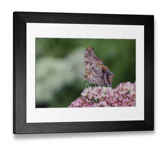 Framed Print : Question mark butterfly, Creasey Mahan Nature Preserve, Kentucky Framed Print : Question mark butterfly, Creasey Mahan Nature Preserve, Kentucky