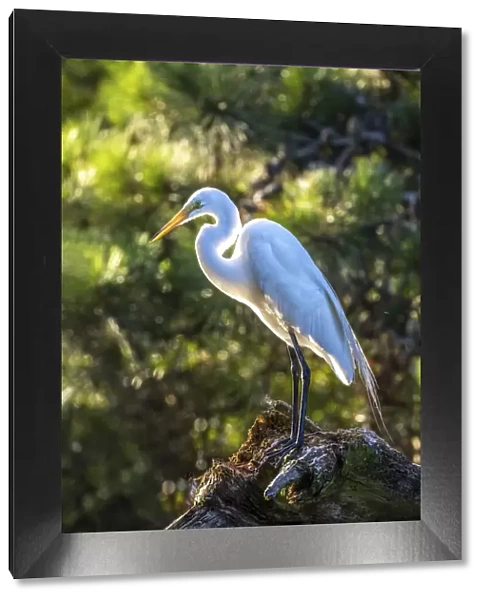 USA, Maryland, Chincoteague Island, egret