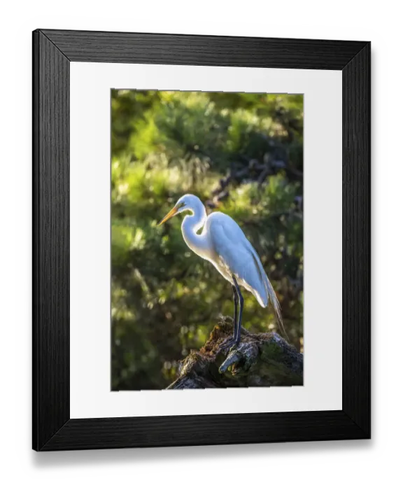 Framed Print : USA, Maryland, Chincoteague Island, egret Framed Print : USA, Maryland, Chincoteague Island, egret
