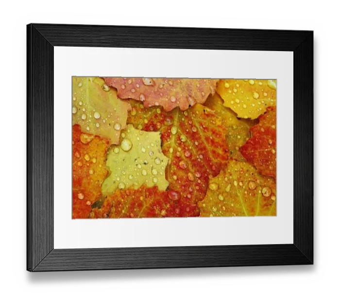 Framed Print : Red maple leaf in autumn on forest floor with raindrops, Upper Peninsula of Michigan
