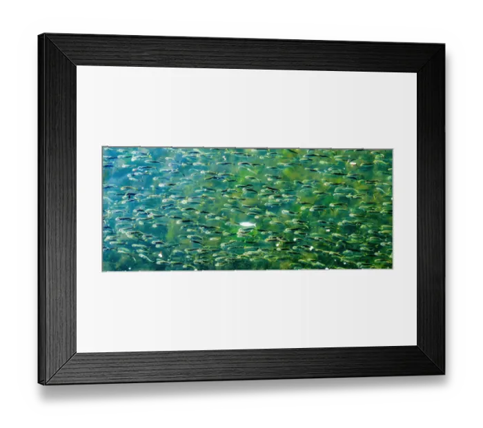 Framed Print : Buzzards Bay, Dartmouth, Massachusetts. Millions of pogy fish swarm together next to Framed Print : Buzzards Bay, Dartmouth, Massachusetts. Millions of pogy fish swarm together next to
