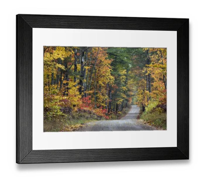 Framed Print : Road through Hiawatha National Forest and fall colors, Upper Peninsula of Michigan Framed Print : Road through Hiawatha National Forest and fall colors, Upper Peninsula of Michigan