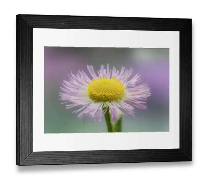 Framed Print : Close-up of Daisy fleabane, Kentucky