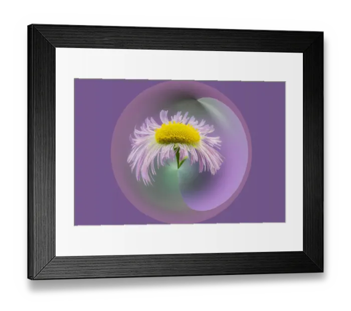Framed Print : Warped close-up of Daisy fleabane, Kentucky Framed Print : Warped close-up of Daisy fleabane, Kentucky