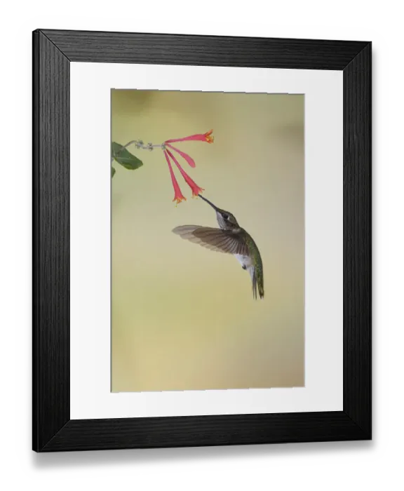 Framed Print : Juvenile male Ruby-throated hummingbird in flight feeding on honeysuckle, Kentucky