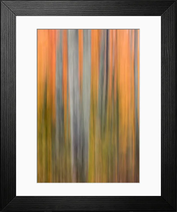 Framed Print : Abstract reflection of trees and autumn colors on small pond, Upper Peninsula of Michigan Framed Print : Abstract reflection of trees and autumn colors on small pond, Upper Peninsula of Michigan