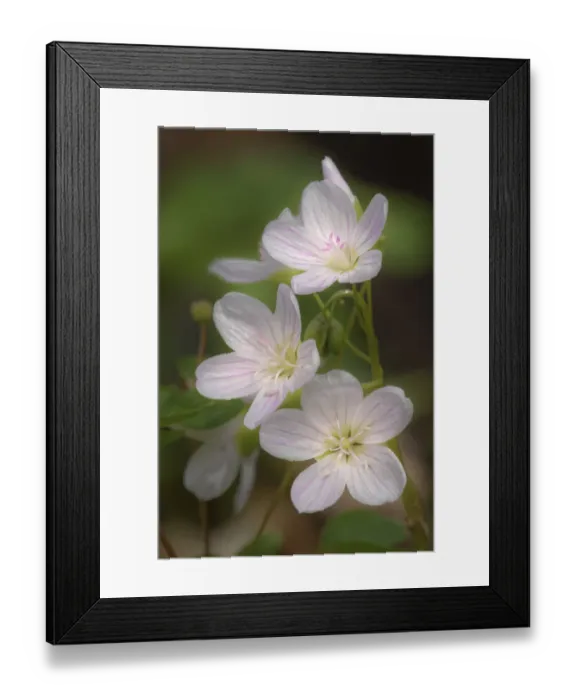 Framed Print : Trio of Spring Beauties, Michigan, Claytonia virginica