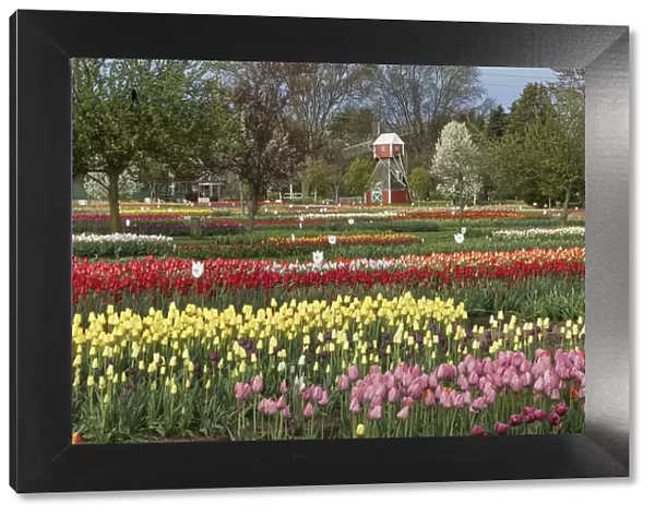 Veldheer Tulip Garden, Holland, Michigan