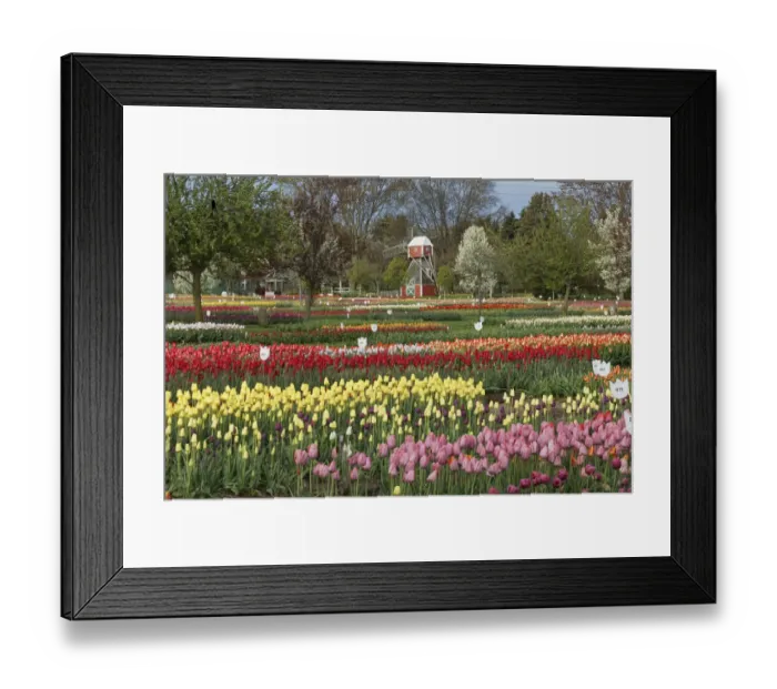 Framed Print : Veldheer Tulip Garden, Holland, Michigan Framed Print : Veldheer Tulip Garden, Holland, Michigan