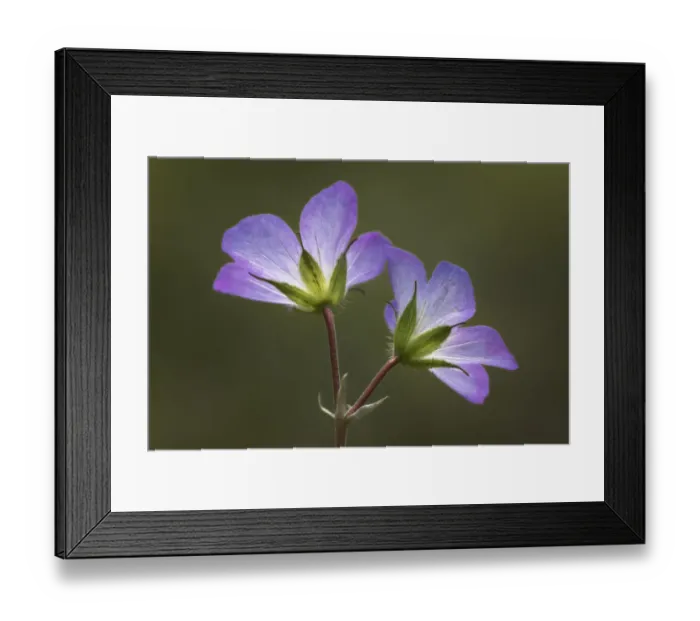 Framed Print : Wild Geranium flowers viewed from below, near Holland, Michigan