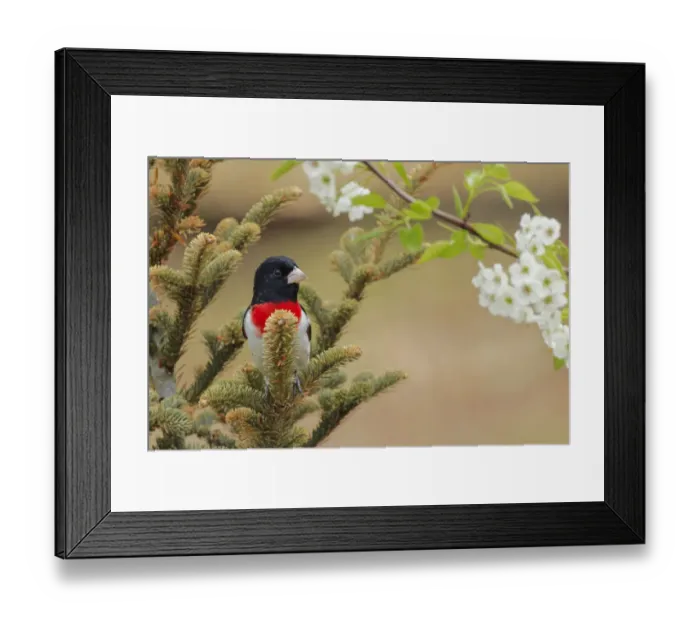 Framed Print : Male Rose-breasted Grosbeak in breeding plumage, Michigan