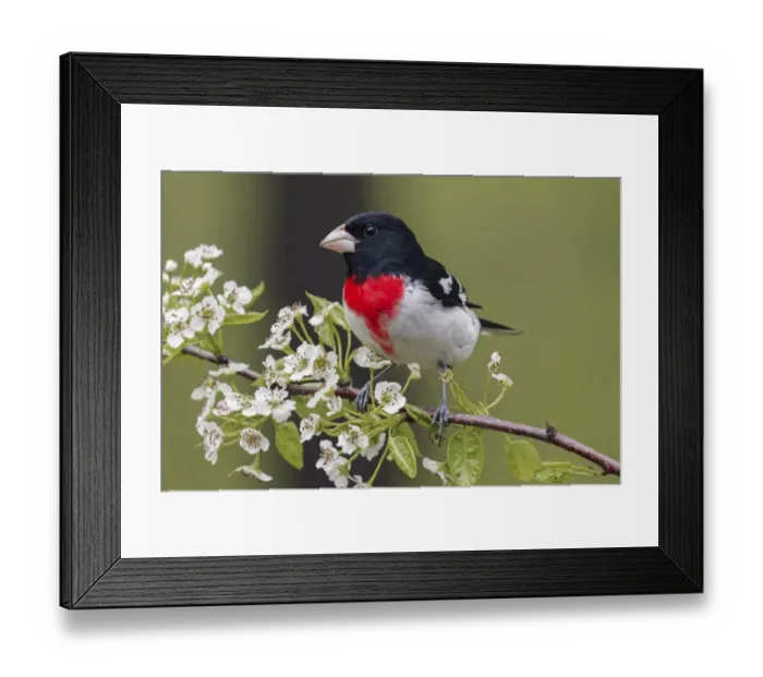 Framed Print : Male Rose-breasted Grosbeak in breeding plumage, Michigan