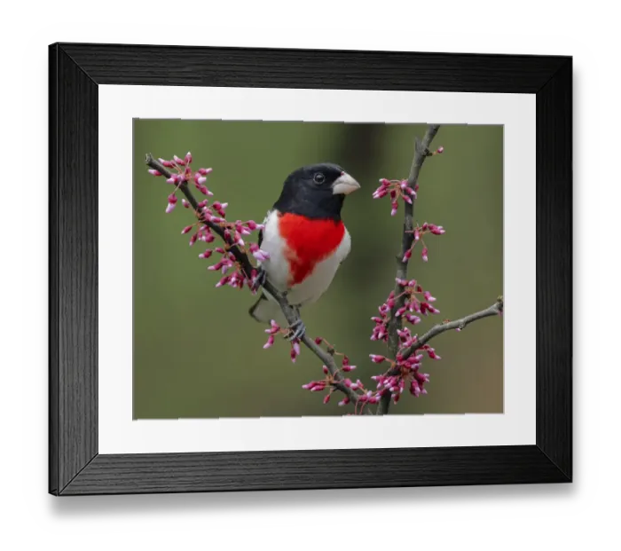 Framed Print : Male Rose-breasted Grosbeak in breeding plumage, Michigan Framed Print : Male Rose-breasted Grosbeak in breeding plumage, Michigan