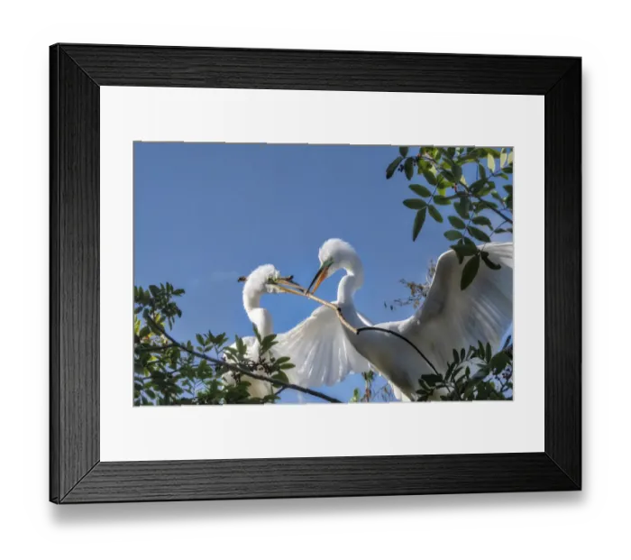 Framed Print : Great Egrets building nest, Florida Framed Print : Great Egrets building nest, Florida