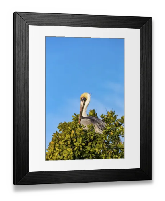 Framed Print : Brown pelican in Ten Thousand Islands National Wildlife Refuge in Everglades National