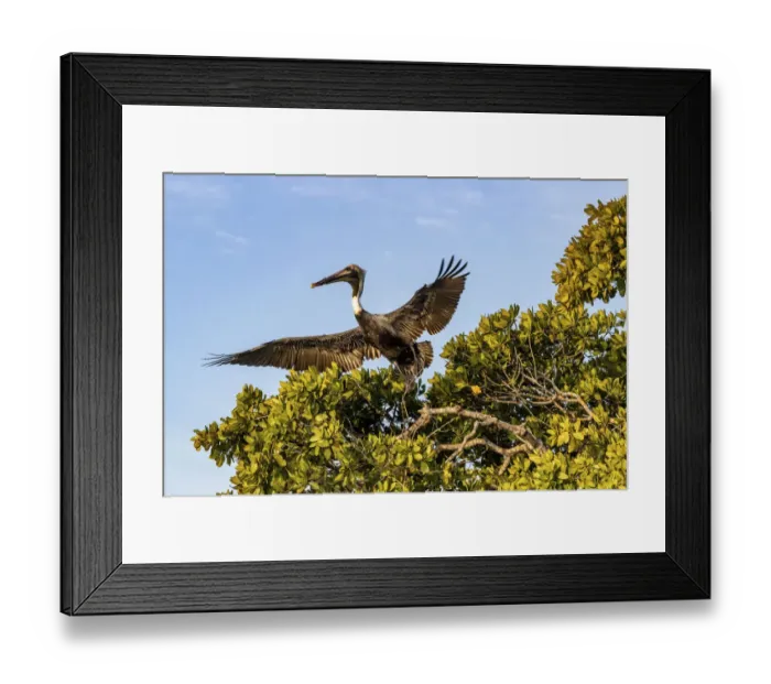 Framed Print : Brown pelican flying at Ten Thousand Islands National Wildlife Refuge in Everglades Framed Print : Brown pelican flying at Ten Thousand Islands National Wildlife Refuge in Everglades