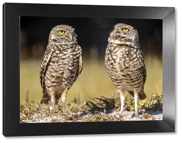 Burrowing owls in Cape Coral, Florida, USA