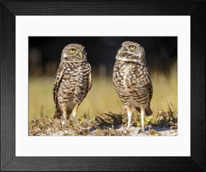 Framed Print : Burrowing owls in Cape Coral, Florida, USA Framed Print : Burrowing owls in Cape Coral, Florida, USA