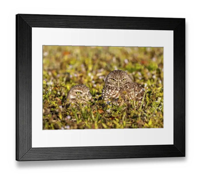 Framed Print : Burrowing owls in Cape Coral, Florida, USA