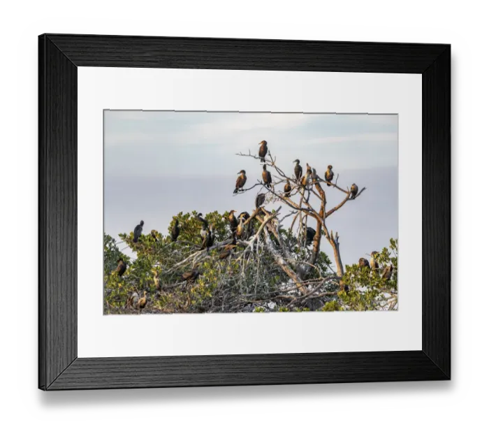 Framed Print : Double-crested cormorant rookery at Ten Thousand Islands National Wildlife Refuge in