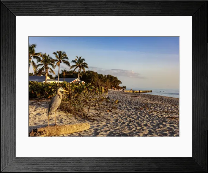 Framed Print : Great blue heron at Blind Pass Beach on Sanibel Island, Florida, USA