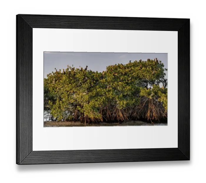 Framed Print : Double-crested cormorant rookery at Ten Thousand Islands National Wildlife Refuge in Framed Print : Double-crested cormorant rookery at Ten Thousand Islands National Wildlife Refuge in