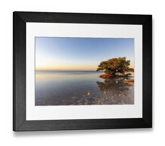 Framed Print : Mangrove in first light at Annes Beach in Islamorada, Florida, USA Framed Print : Mangrove in first light at Annes Beach in Islamorada, Florida, USA