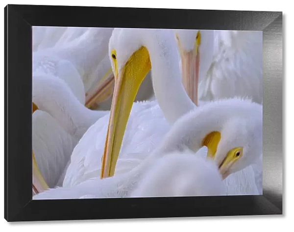 Florida, pelicans