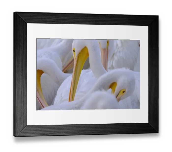 Framed Print : Florida, pelicans Framed Print : Florida, pelicans