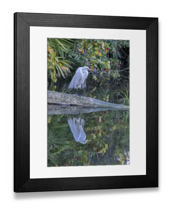 Framed Print : Great Egret, Florida