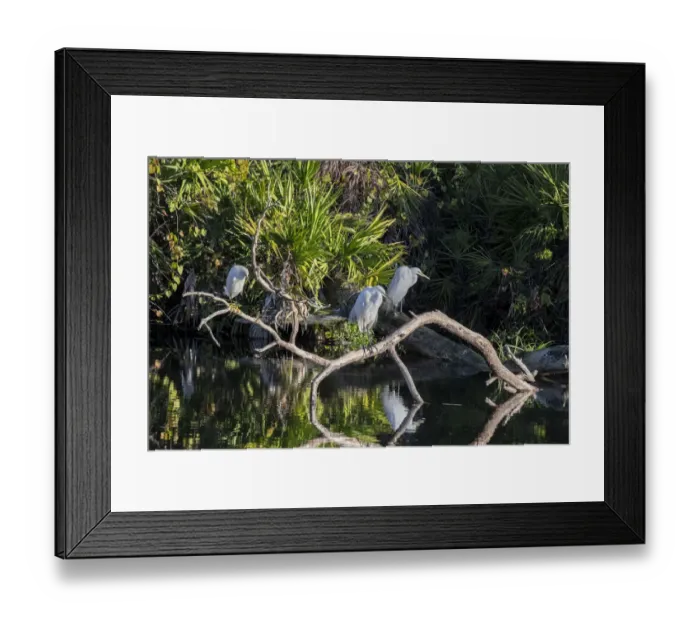 Framed Print : Great Egret, Florida Framed Print : Great Egret, Florida