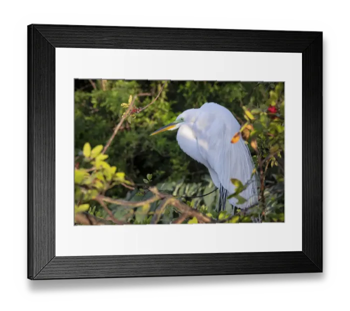 Framed Print : Great Egret, Florida Framed Print : Great Egret, Florida