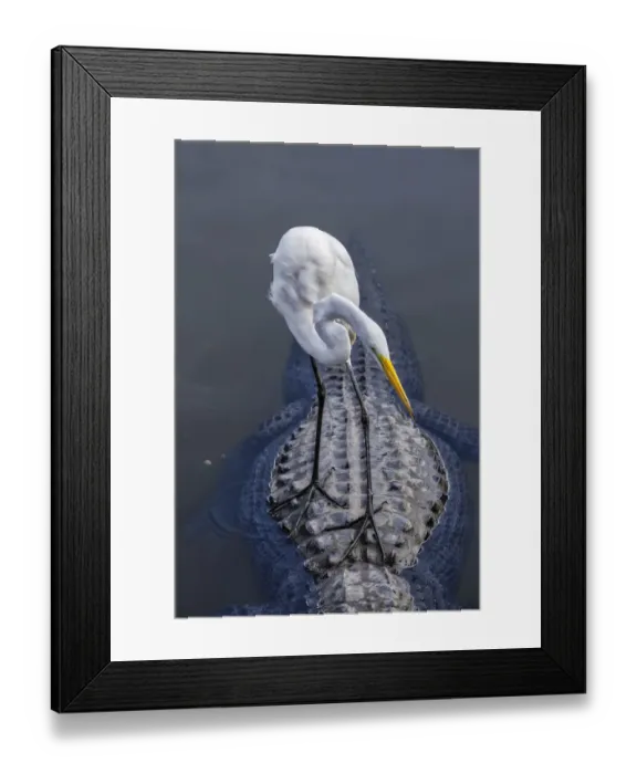 Framed Print : Great Egret riding on Alligators back, Florida Framed Print : Great Egret riding on Alligators back, Florida