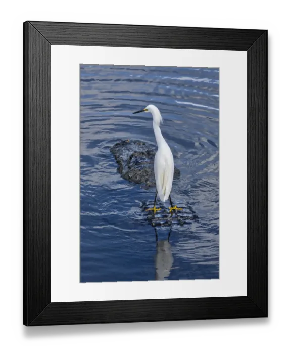 Framed Print : Great Egret riding on Alligators back, Florida