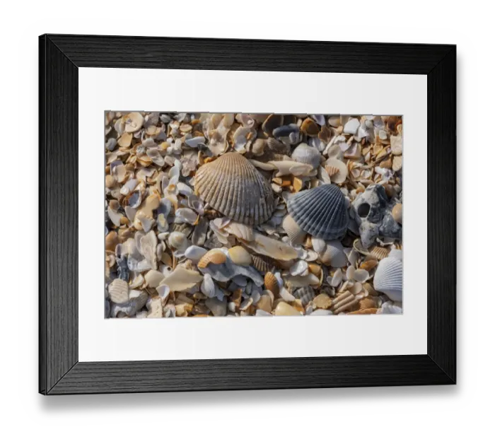 Framed Print : Seashells on the beach, Florida Framed Print : Seashells on the beach, Florida