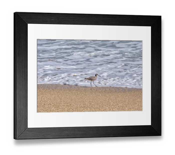 Framed Print : Willet looking for food at the beach